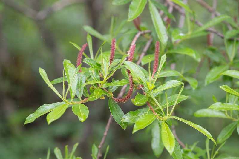 Salix myrtillacea