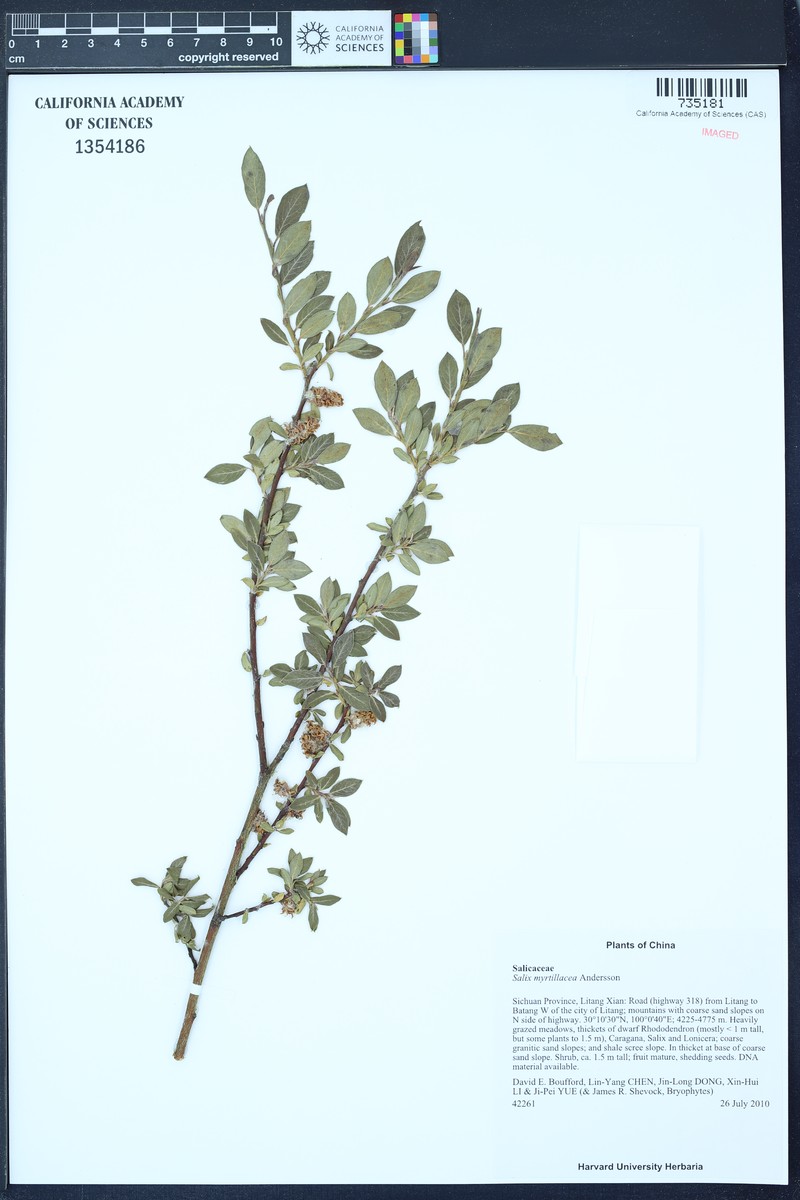 Salix myrtillacea photo 2