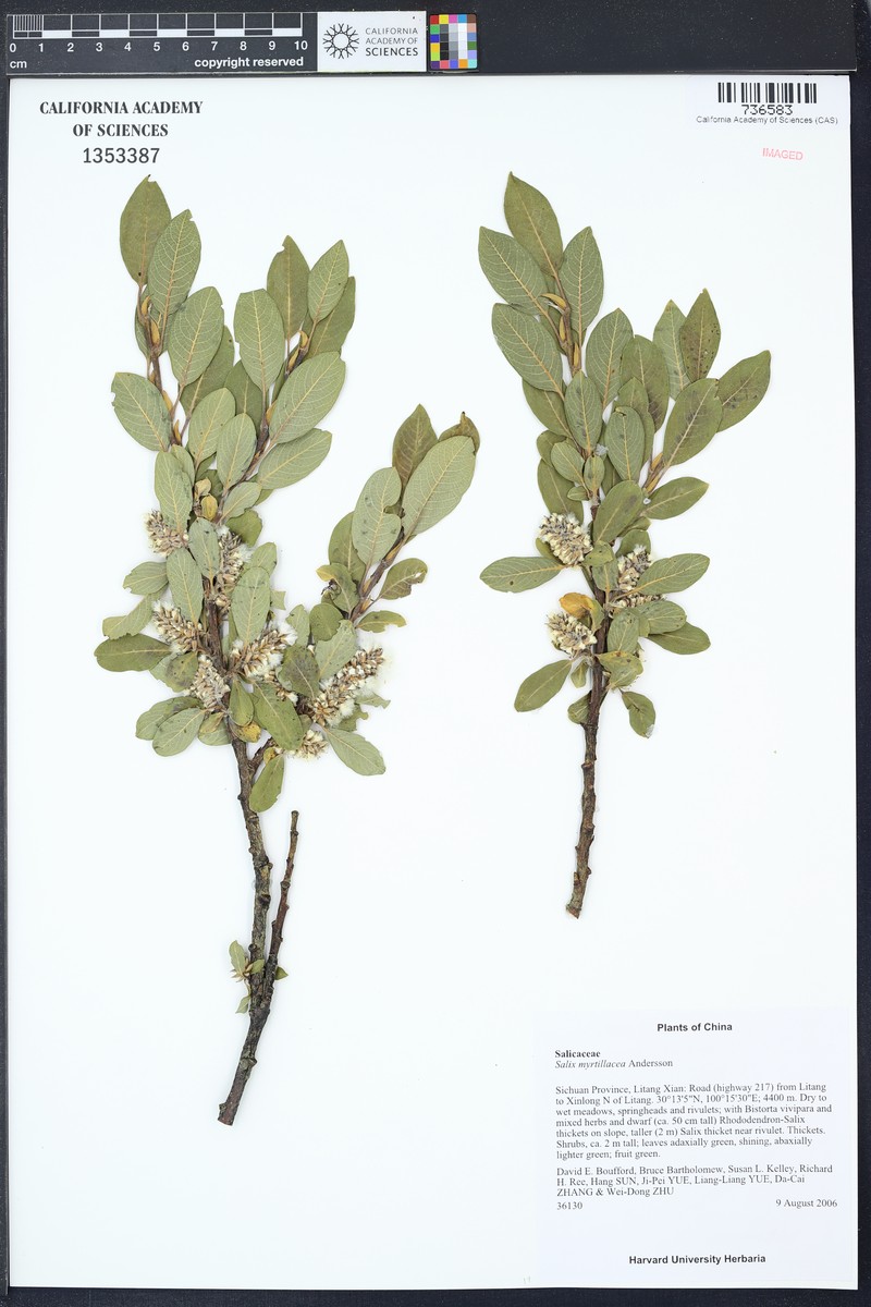 Salix myrtillacea photo 3