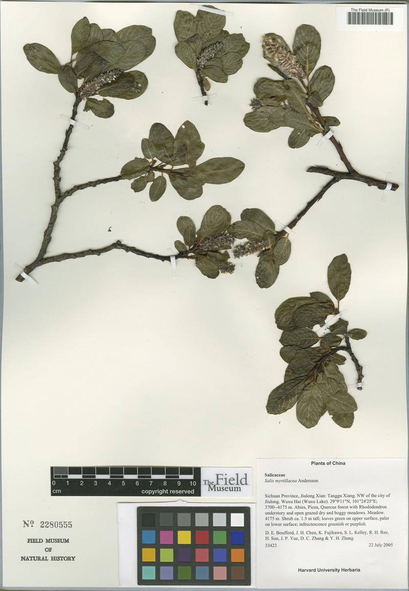 Salix myrtillacea photo 4