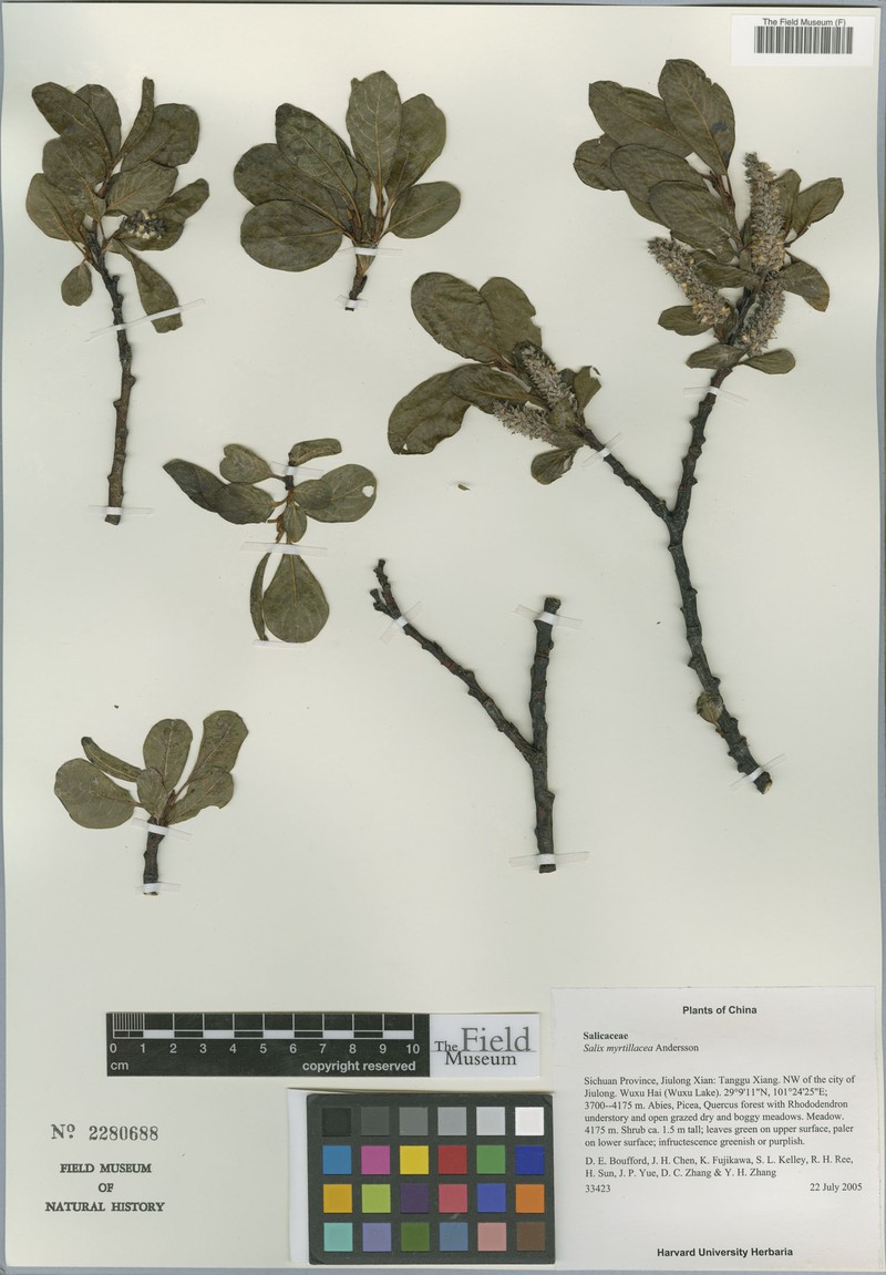 Salix myrtillacea photo 5