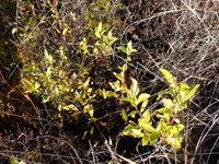 Blueberry Willow