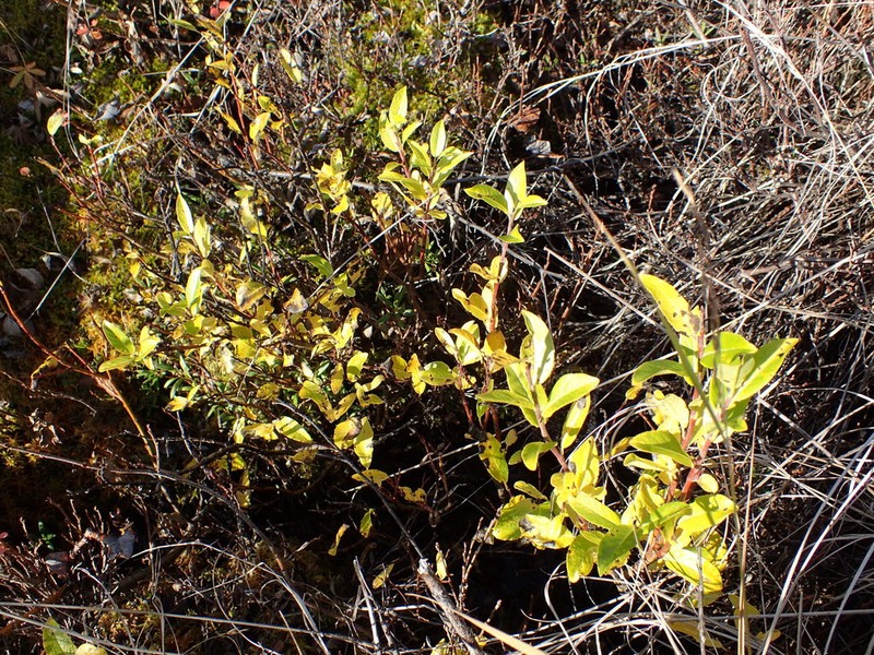 Blueberry Willow