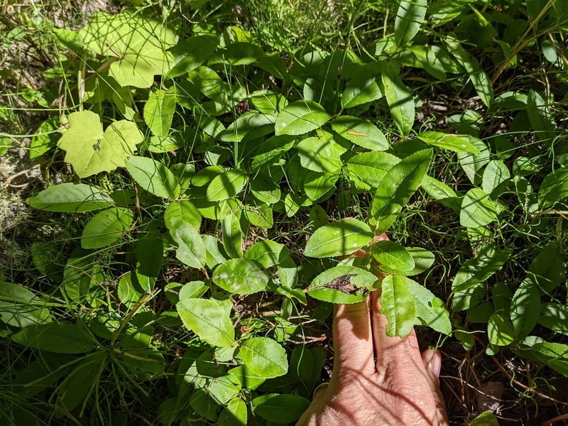 Blueberry Willow photo 3