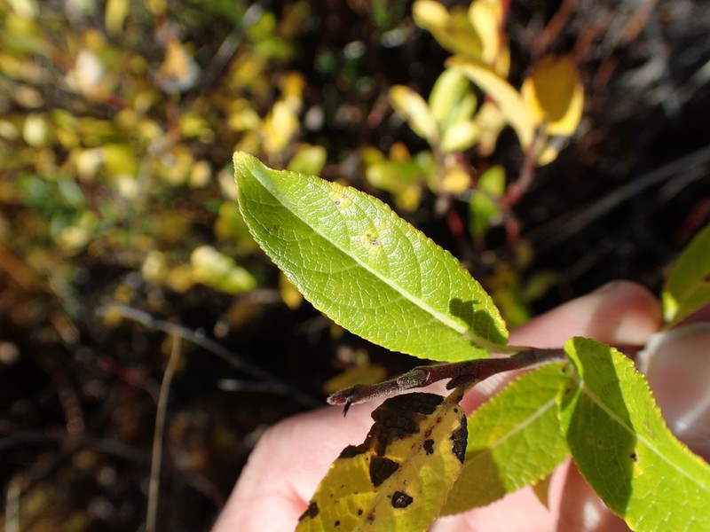 Blueberry Willow photo 4