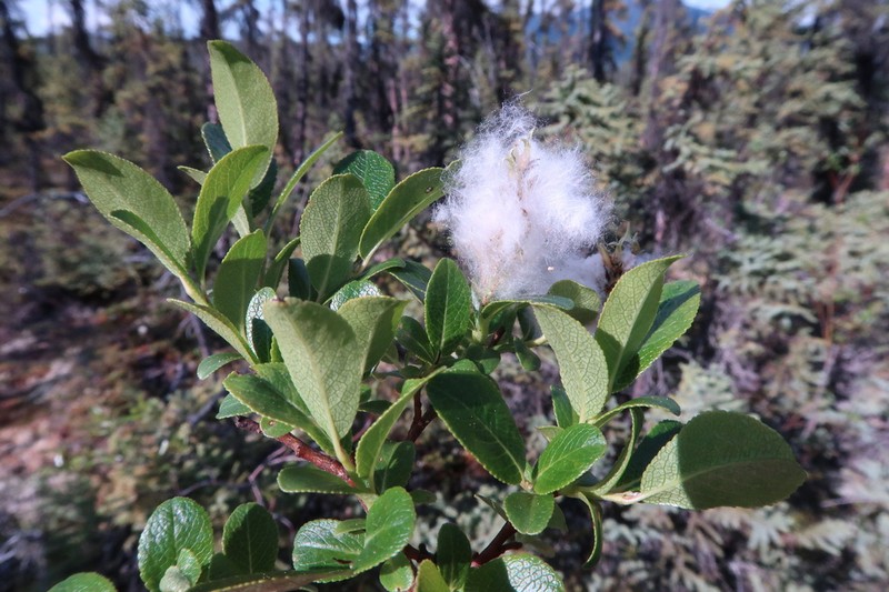Blueberry Willow photo 5