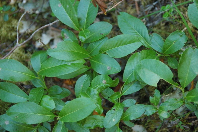 Blueberry Willow photo 6