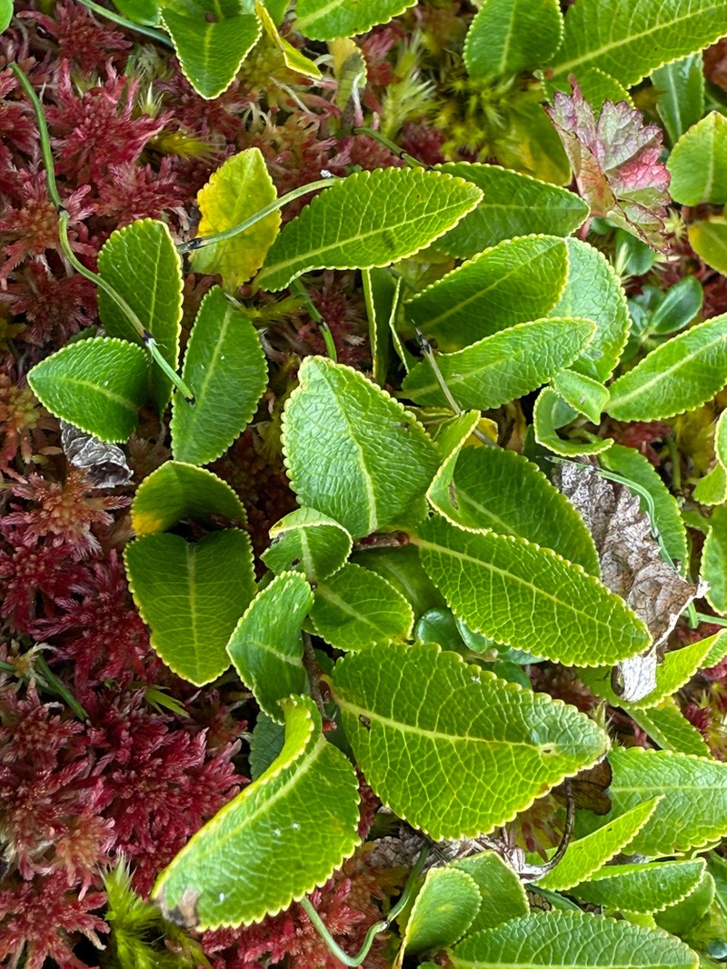 Blueberry Willow photo 7