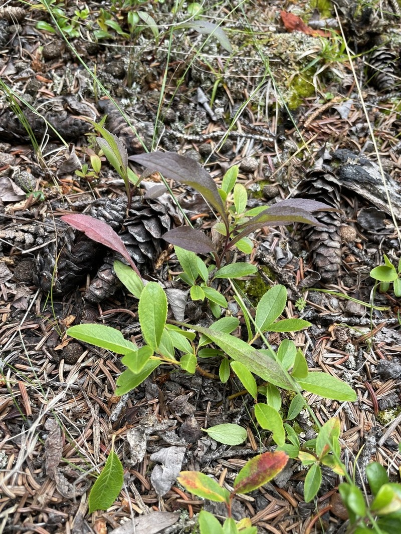 Blueberry Willow photo 8