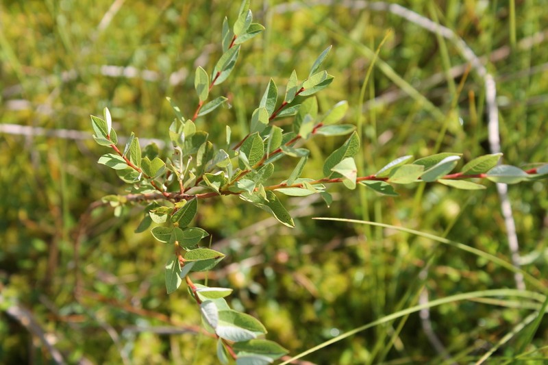 Salix myrtilloides photo 2