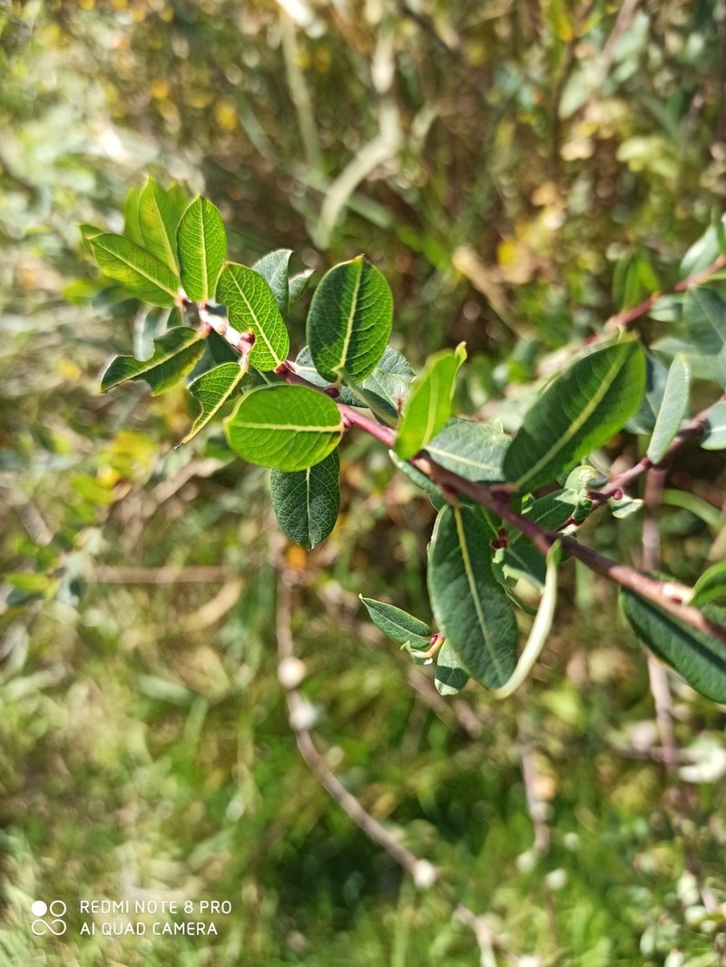 Salix myrtilloides photo 3