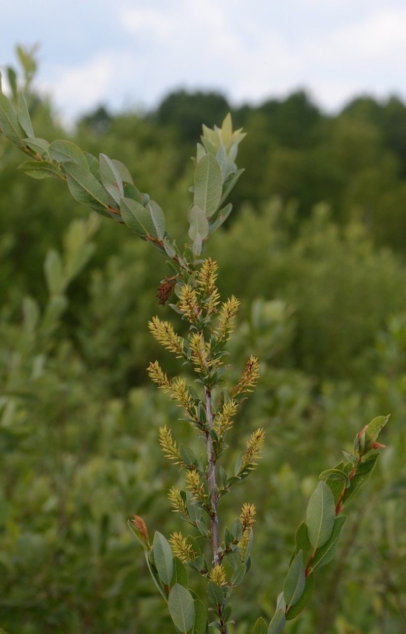 Salix myrtilloides photo 4