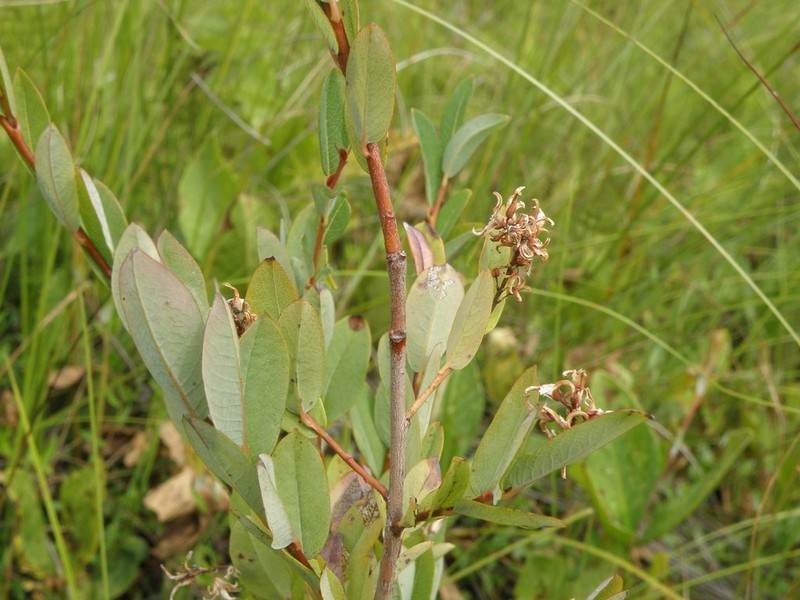 Salix myrtilloides photo 5