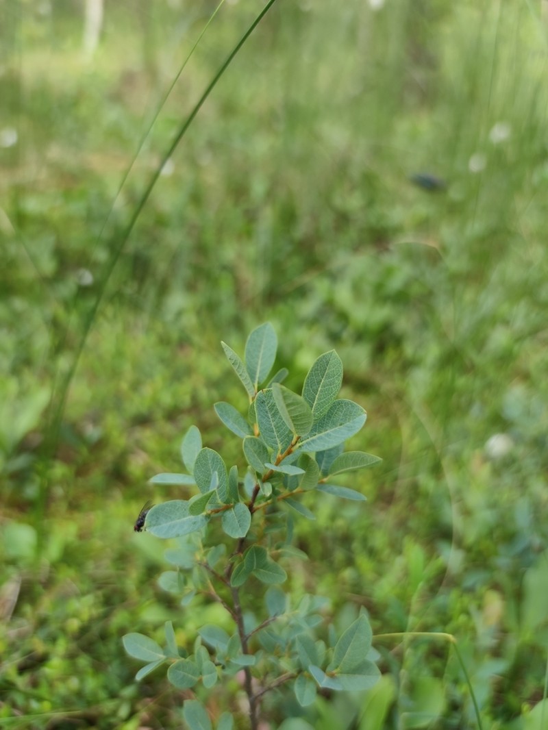 Salix myrtilloides photo 6