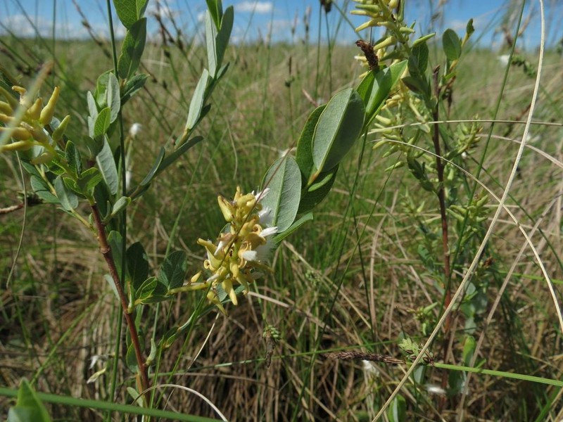 Salix myrtilloides photo 7