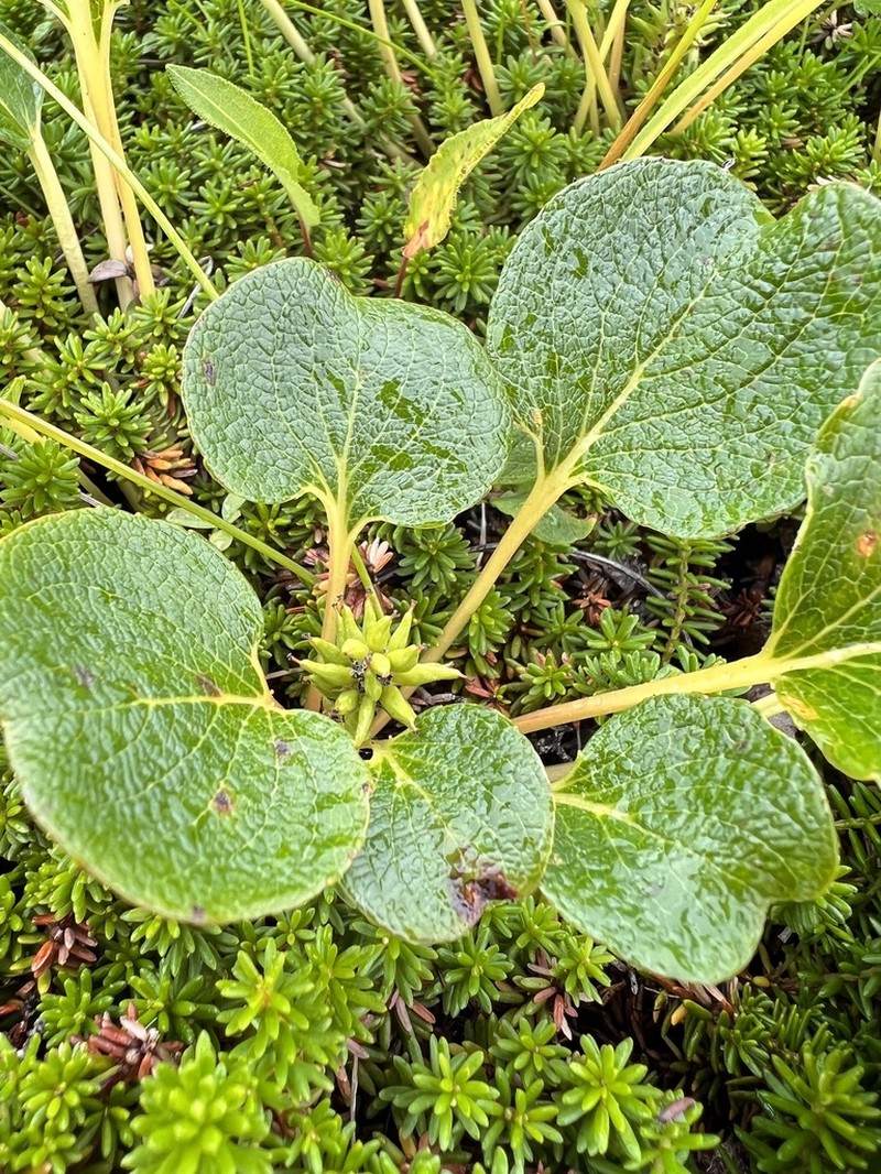Salix nakamurana photo 3