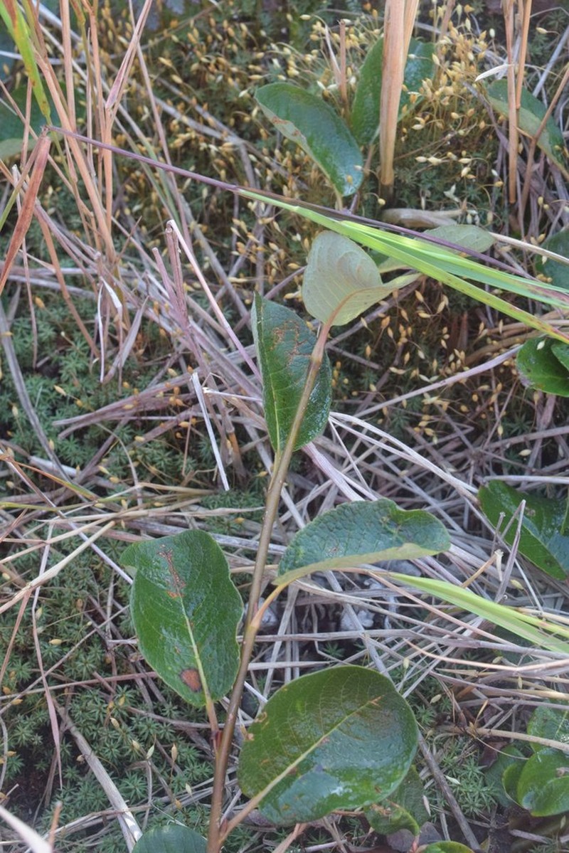 Salix nakamurana photo 4