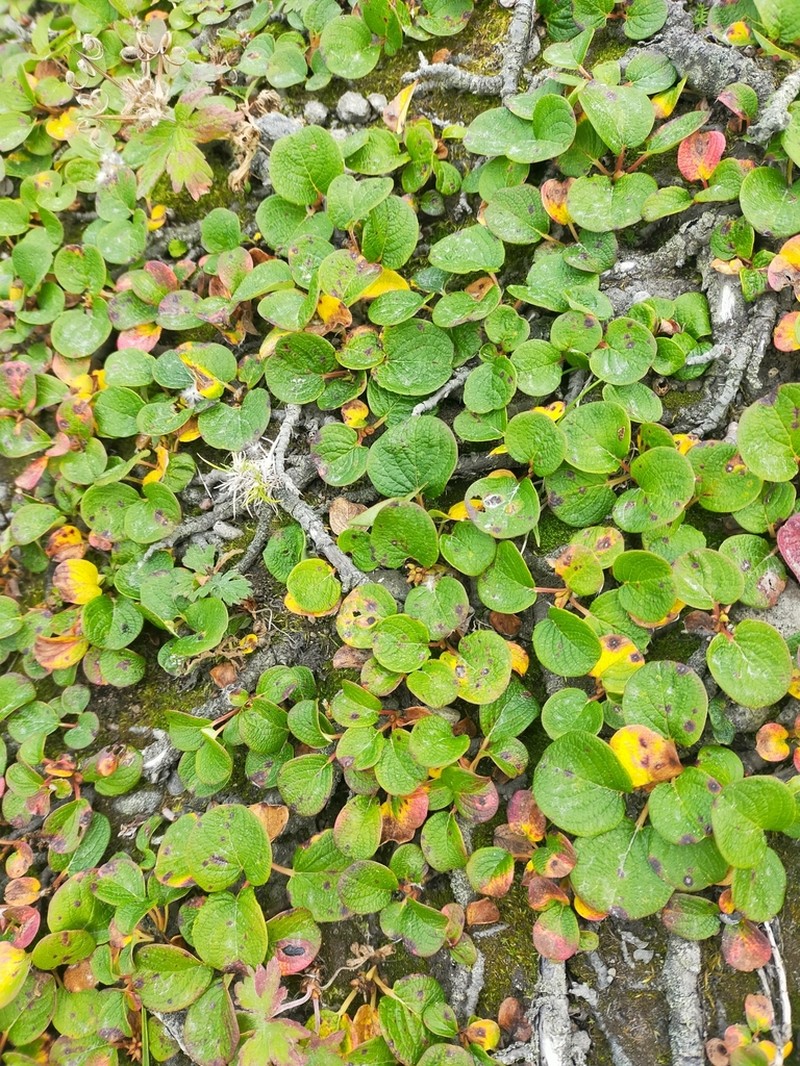 Salix nakamurana photo 6