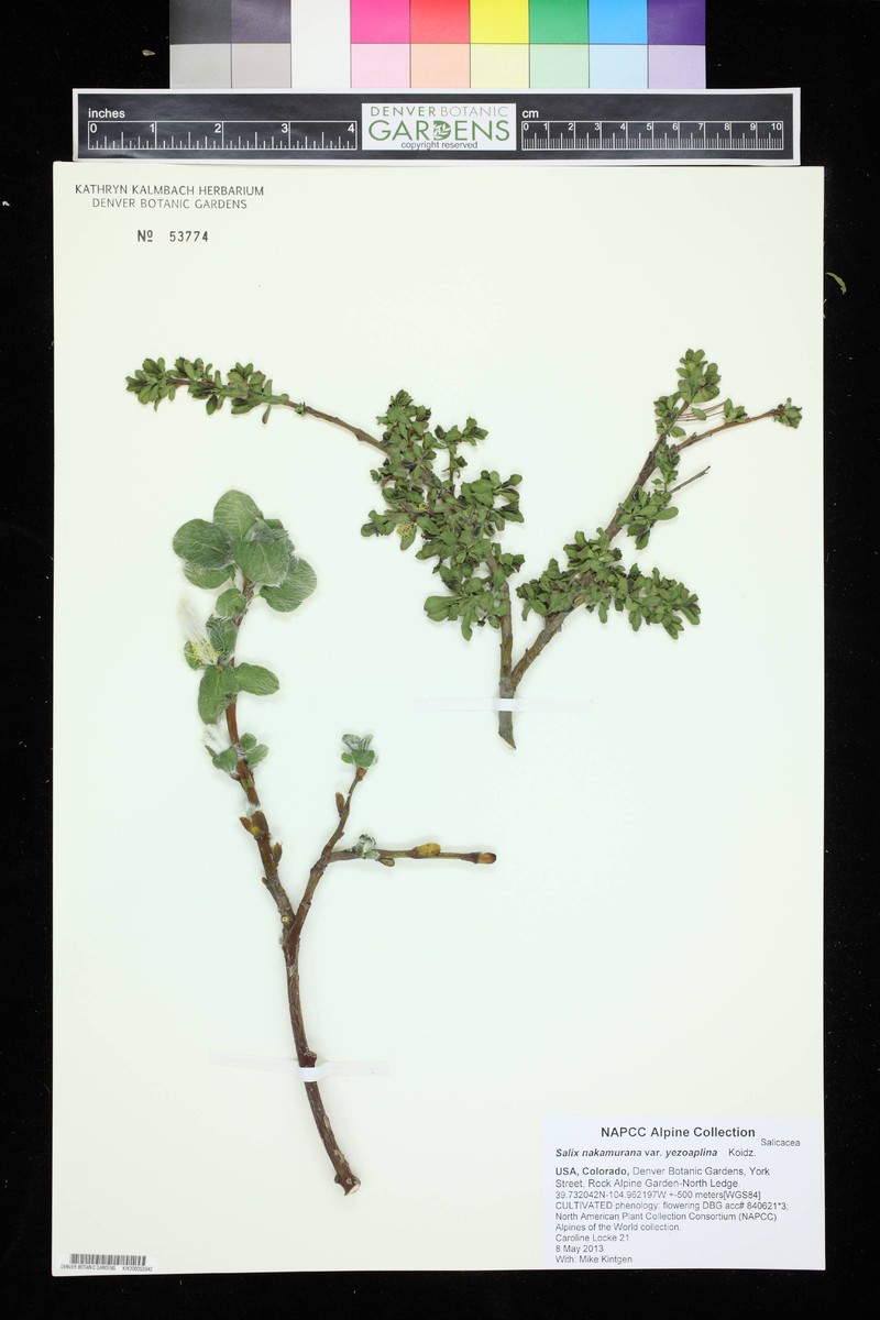 Salix nakamurana f. yezoalpina