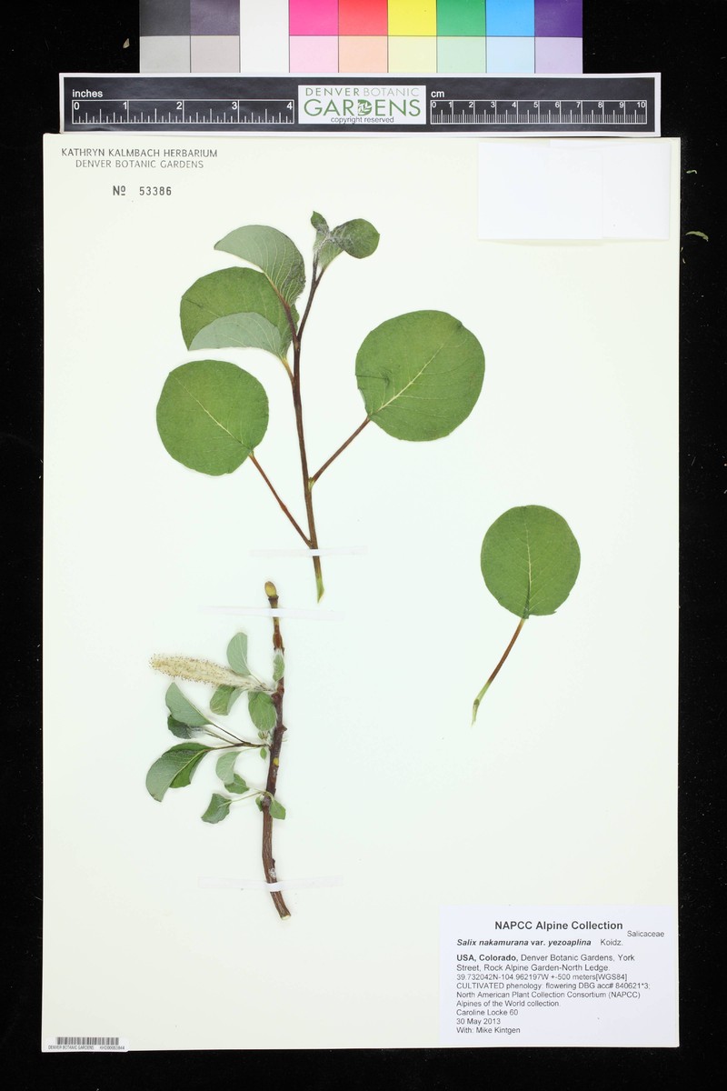 Salix nakamurana f. yezoalpina photo 2