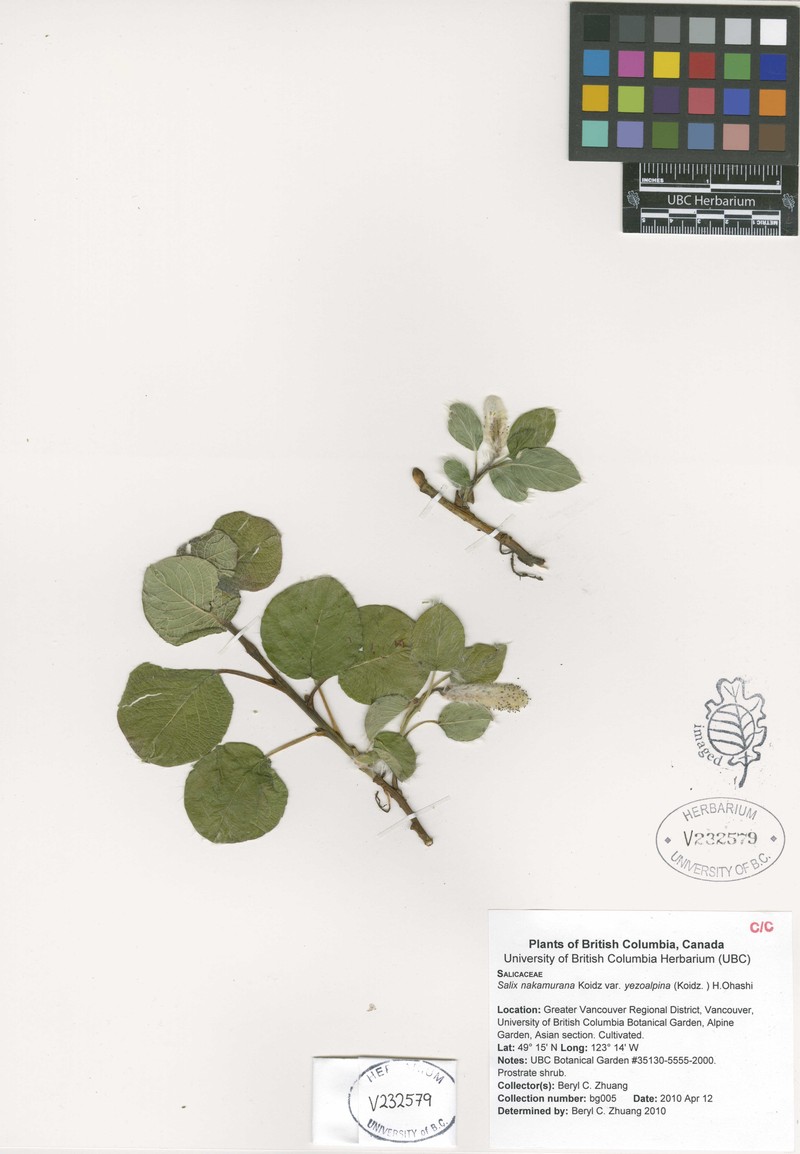 Salix nakamurana f. yezoalpina photo 3