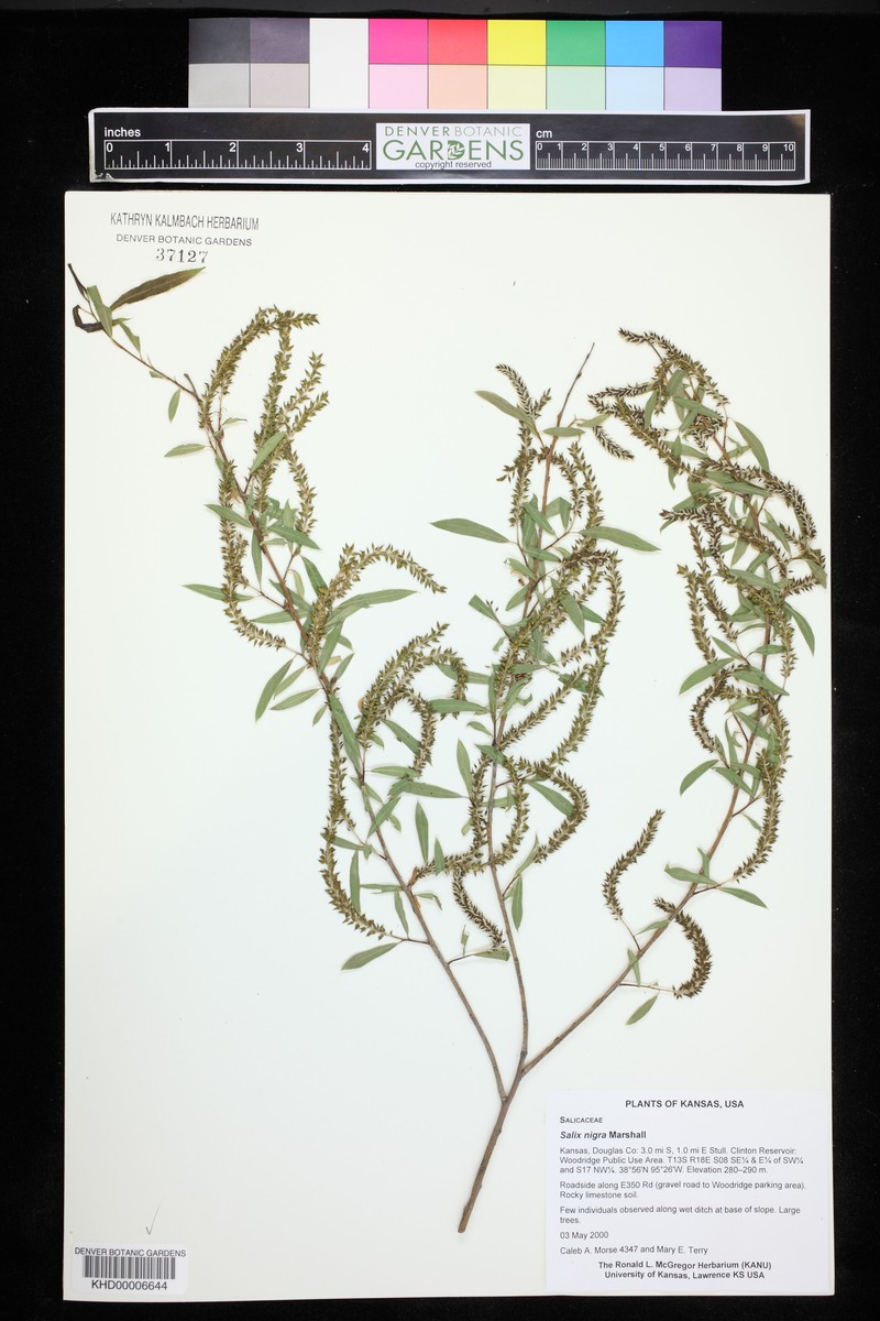 Salix nakamurana f. yezoalpina photo 4