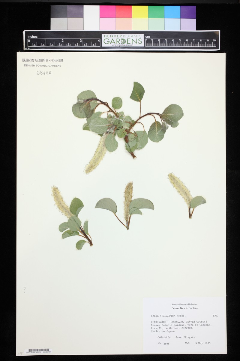 Salix nakamurana f. yezoalpina photo 5