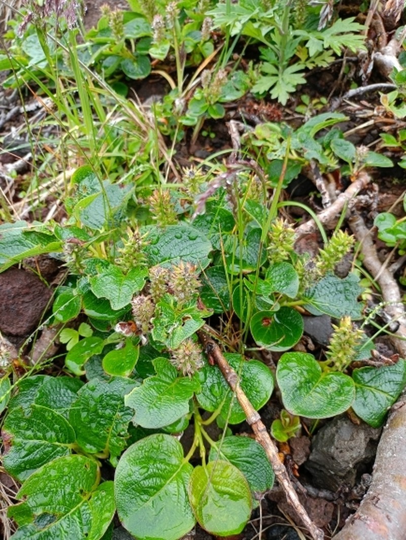 Salix nakamurana subsp. kurilensis
