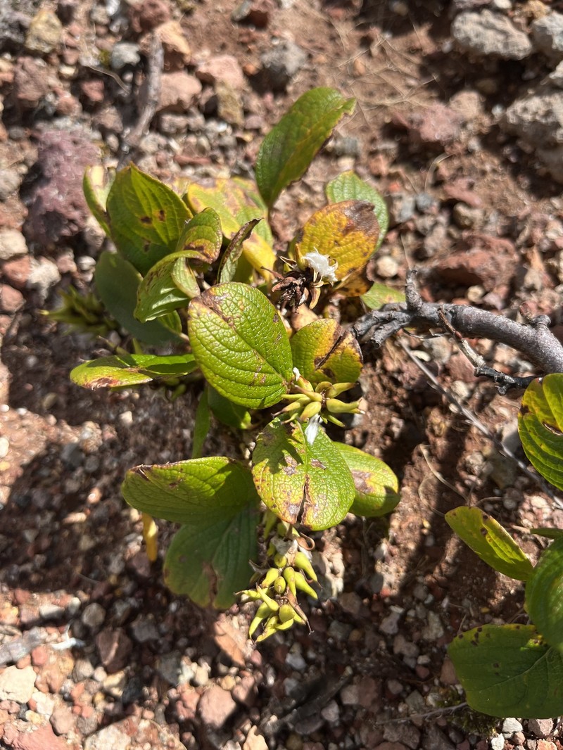 Salix nakamurana subsp. kurilensis photo 2