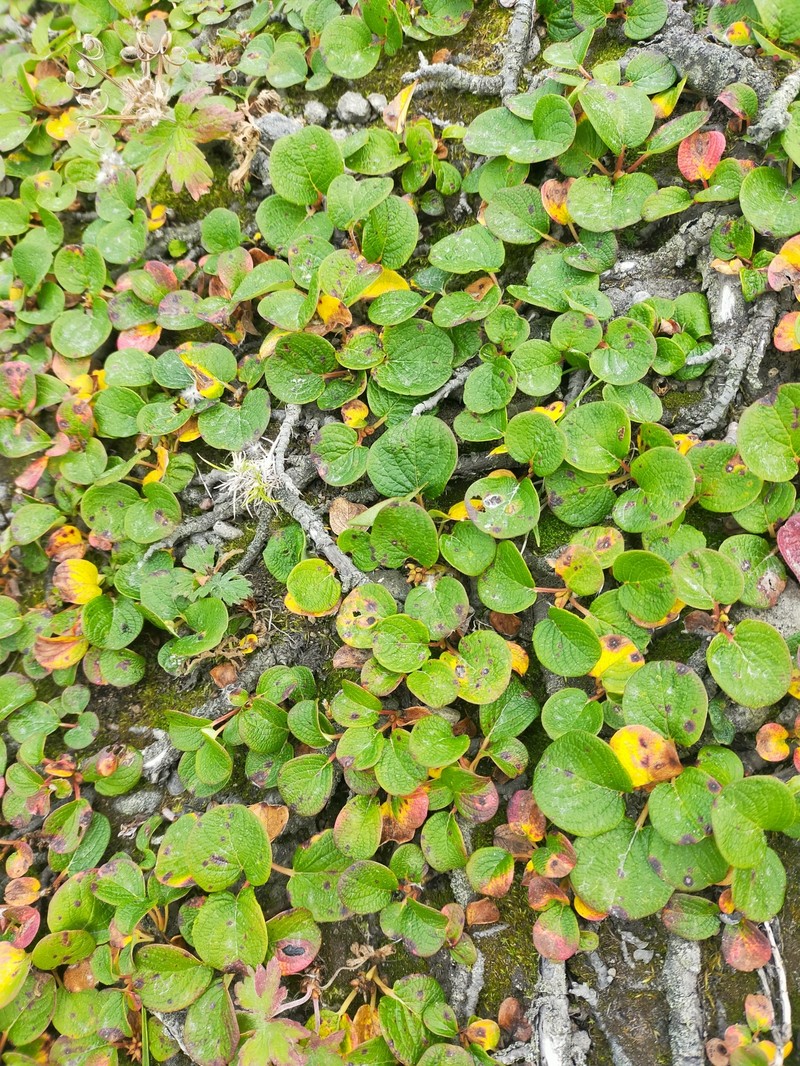 Salix nakamurana subsp. kurilensis photo 3