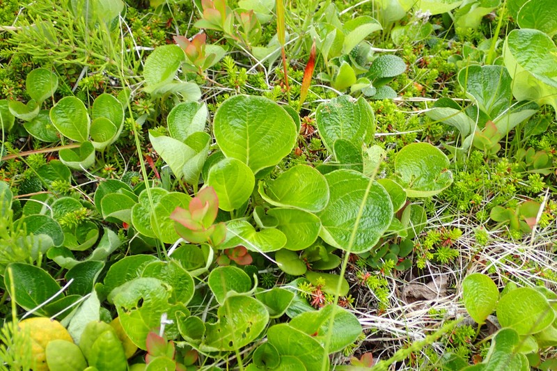 Salix nakamurana subsp. kurilensis photo 4
