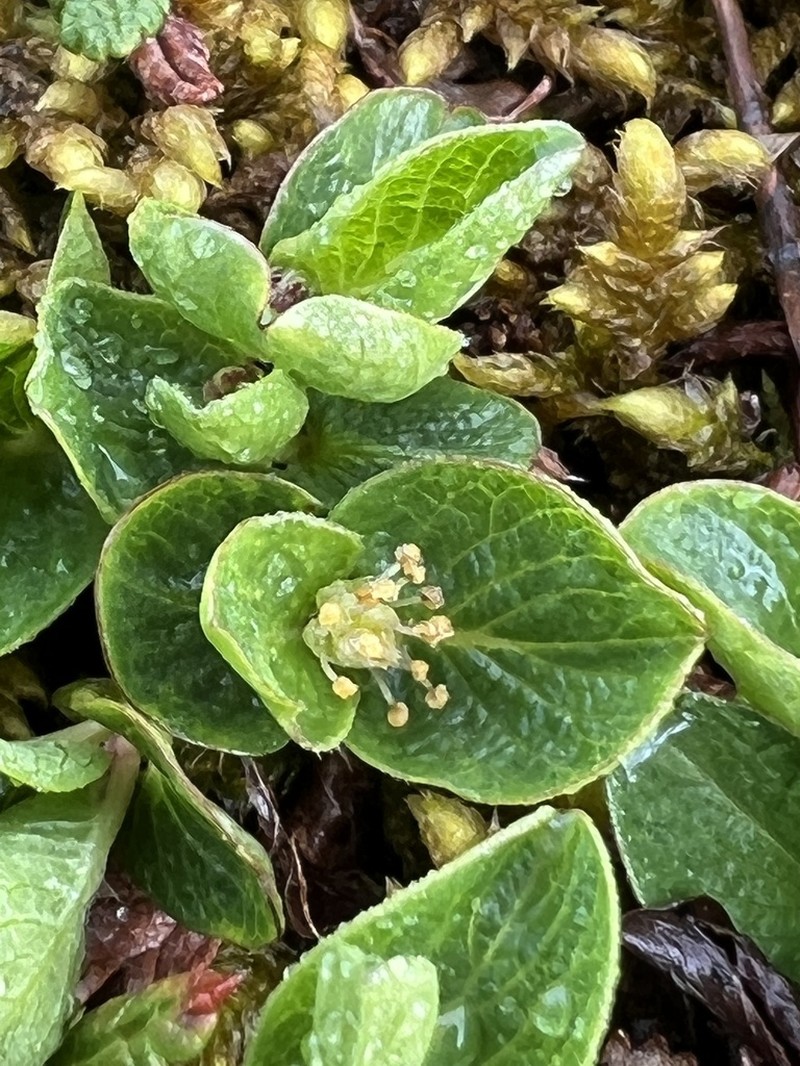 Salix nasarovii