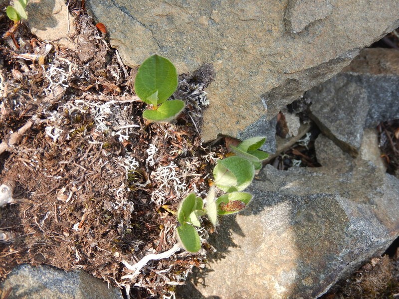 Salix nasarovii photo 2
