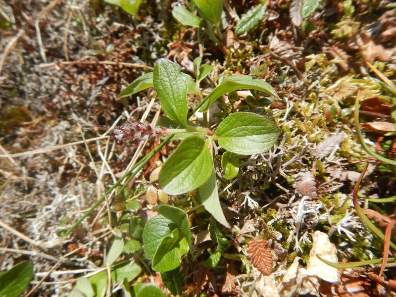 Salix nasarovii photo 3