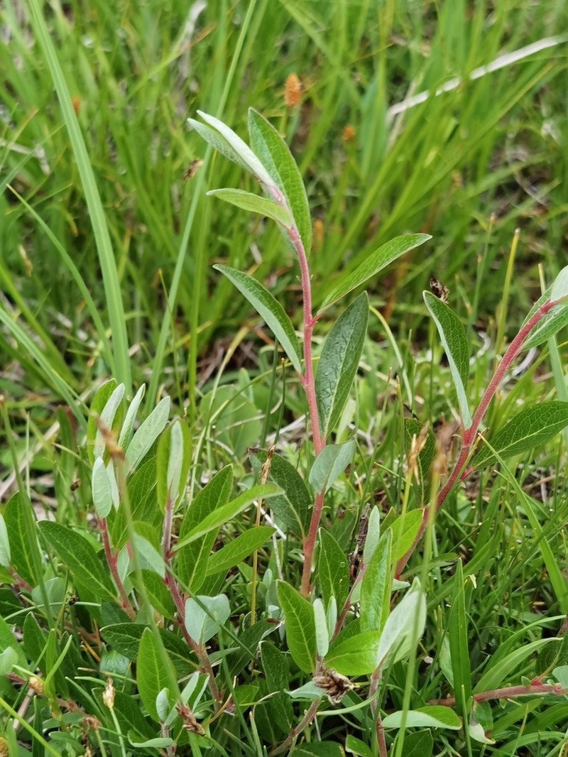 Salix neoamnematchinensis