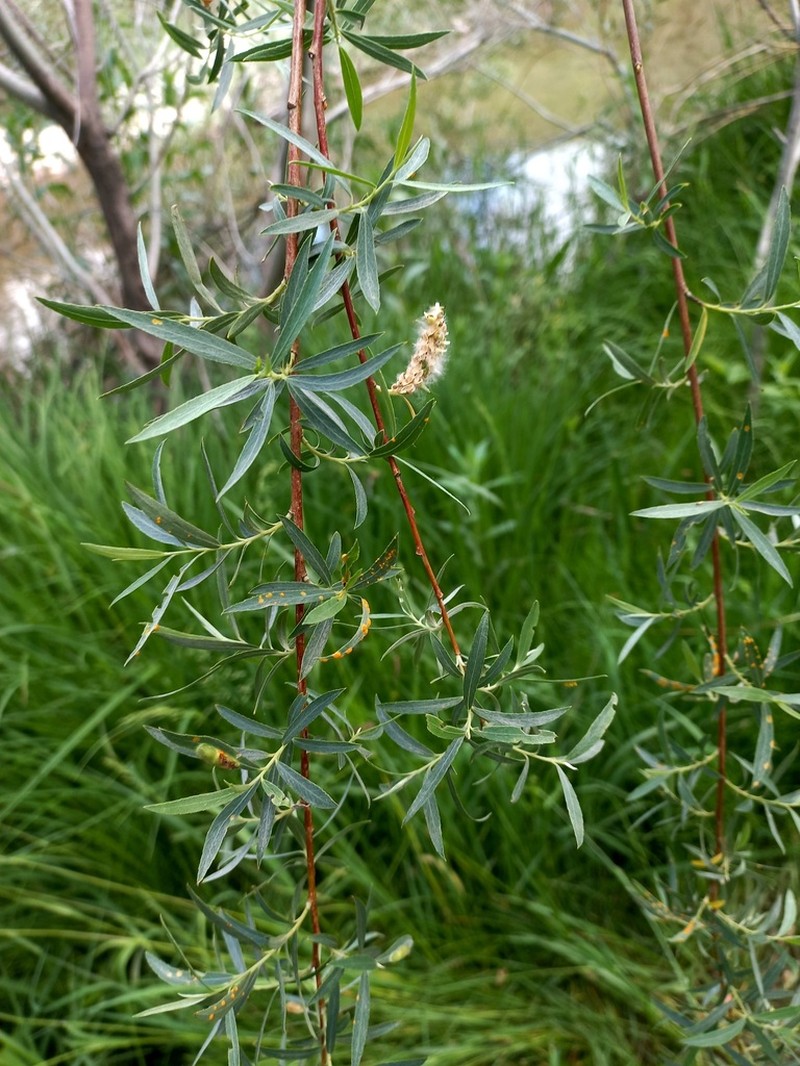Salix niedzwieckii photo 2