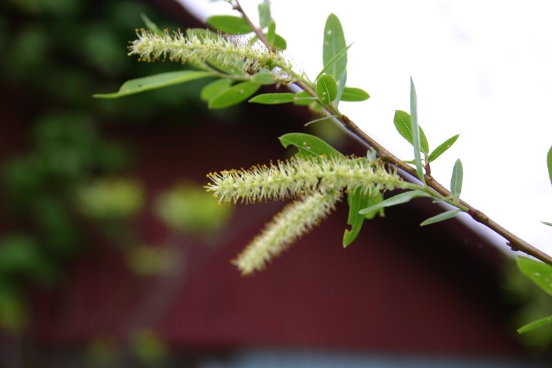 Black Willow photo 7