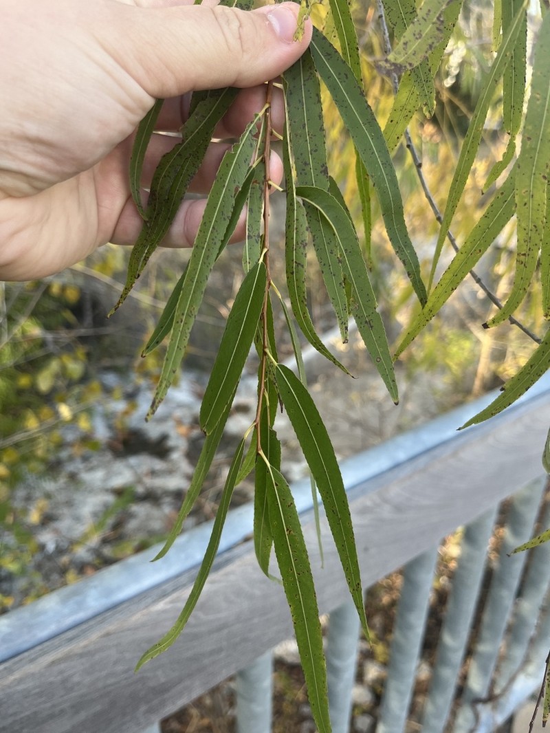 Black Willow photo 8