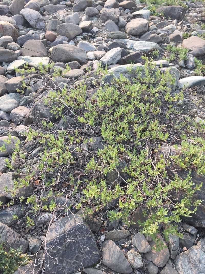 Barrenground Willow photo 2
