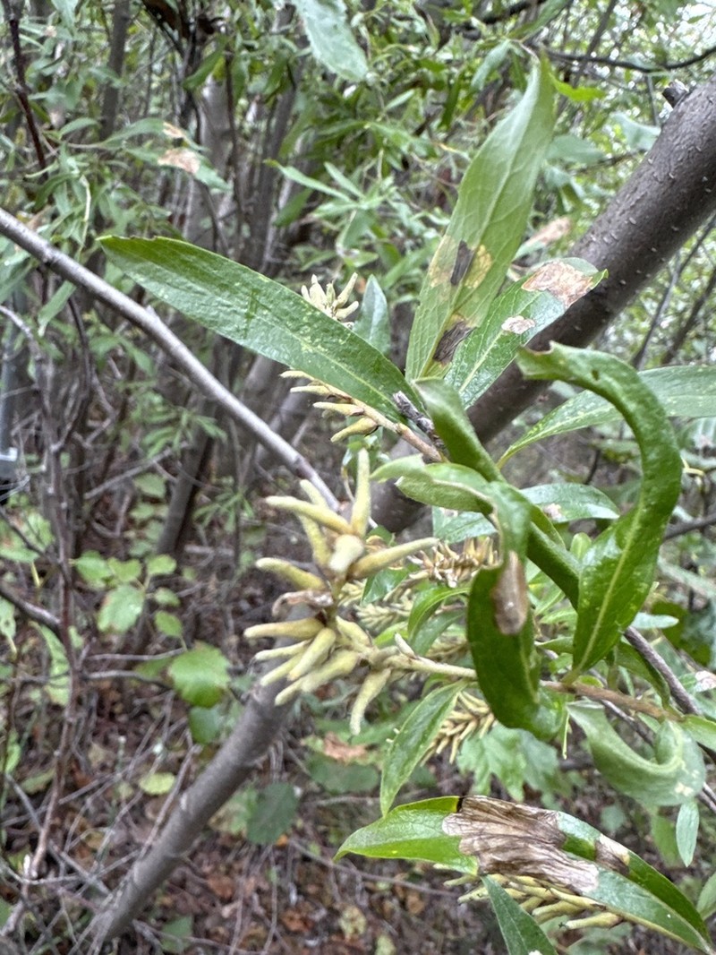 Barrenground Willow photo 3