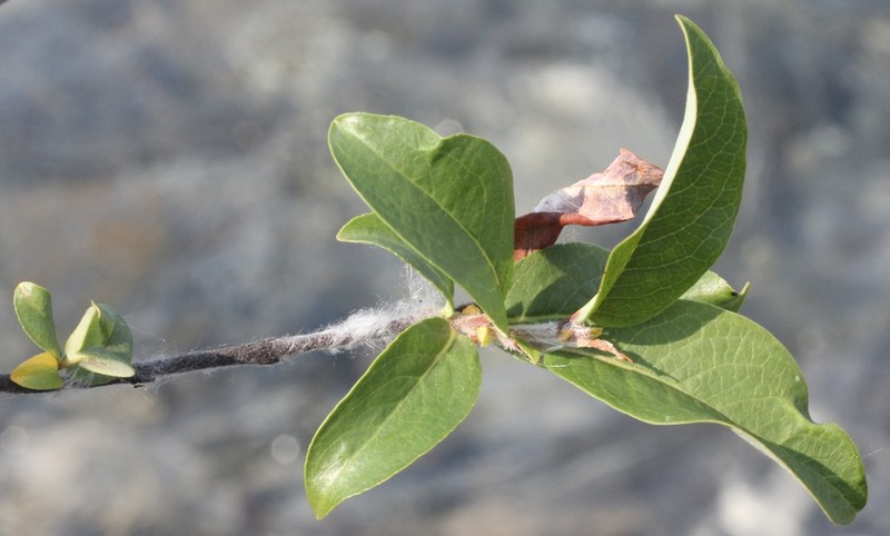 Barrenground Willow photo 4