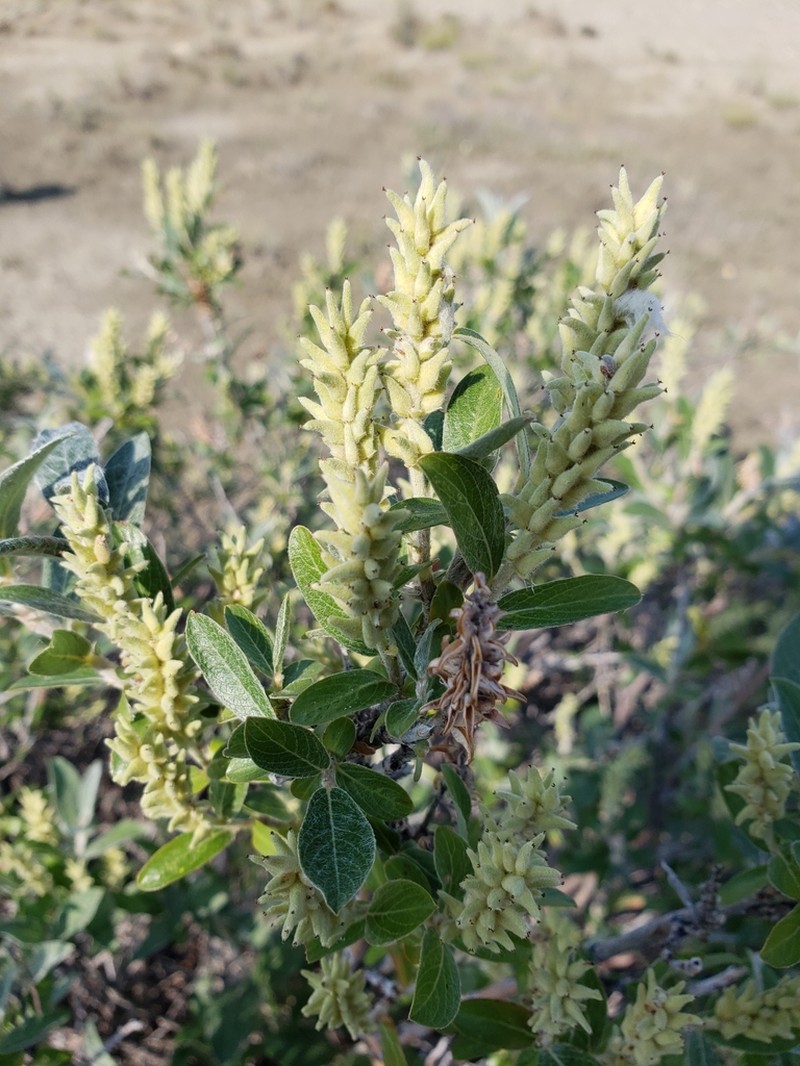 Barrenground Willow photo 6