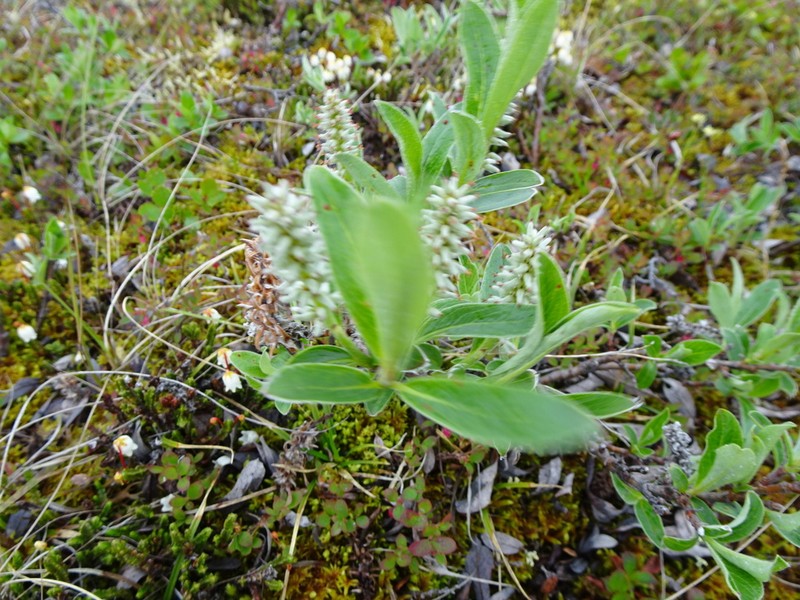 Barrenground Willow photo 7