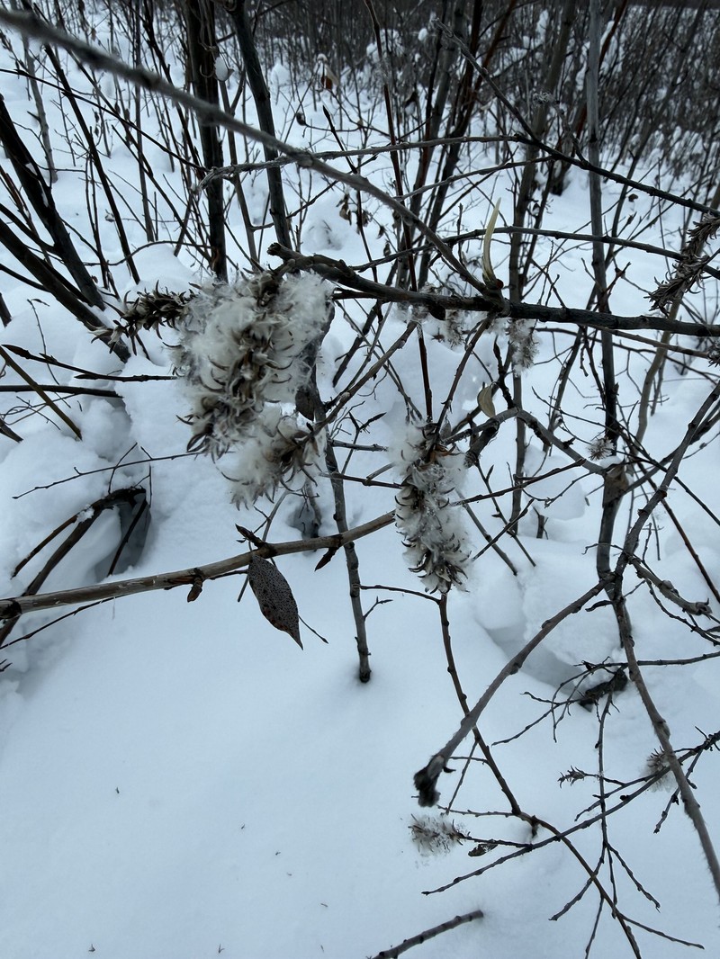 Barrenground Willow photo 8