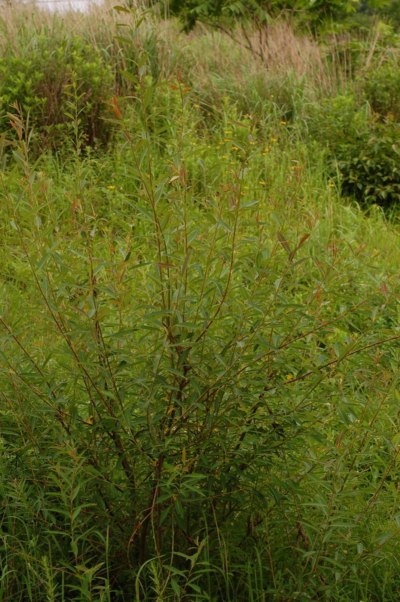 Salix nipponica