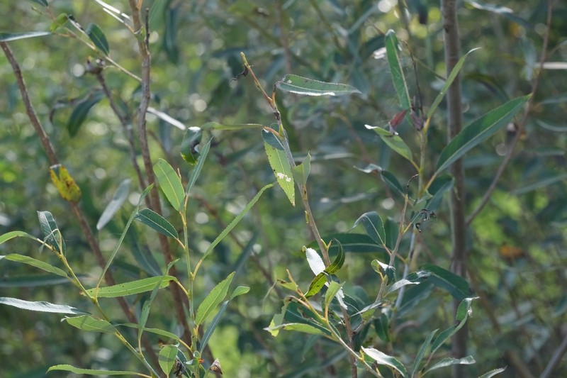 Salix nipponica photo 2