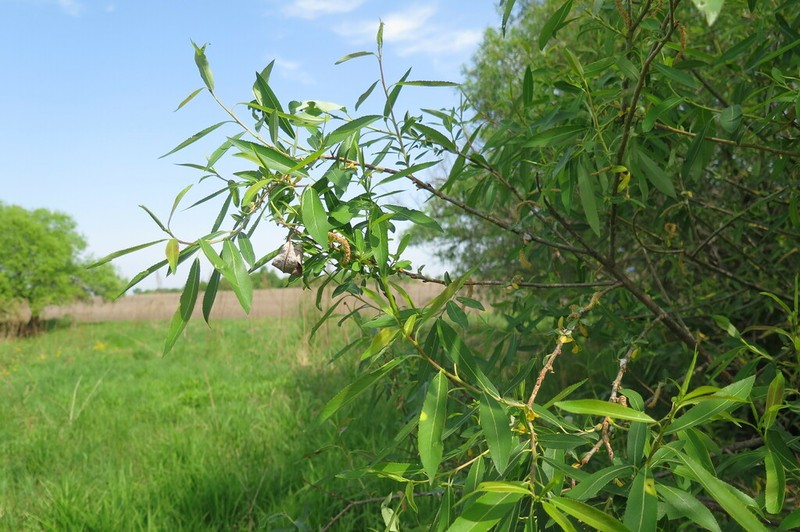 Salix nipponica photo 3