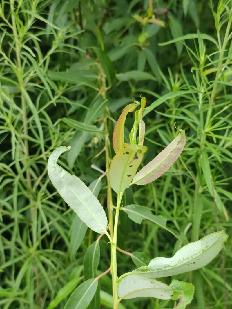 Salix nipponica photo 4