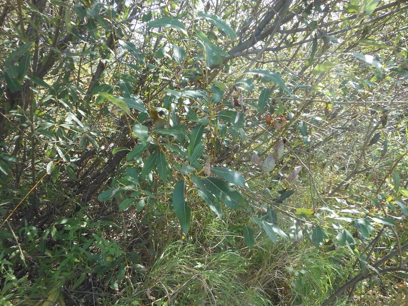 Salix nipponica photo 5