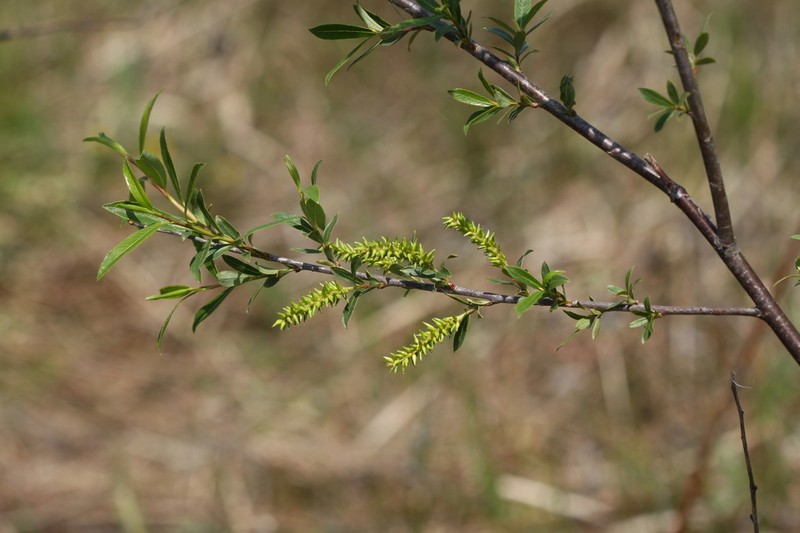Salix nipponica photo 6
